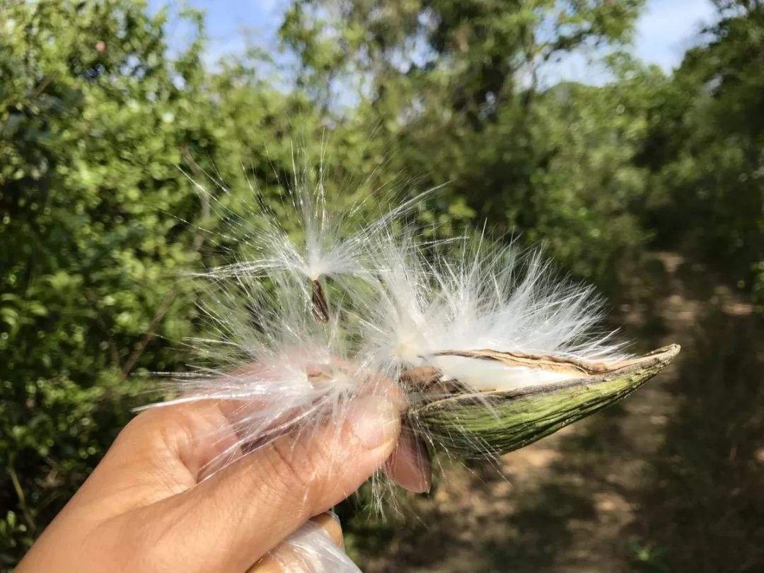 风力、水力、动物传播、鸟类传播的种子有哪些？