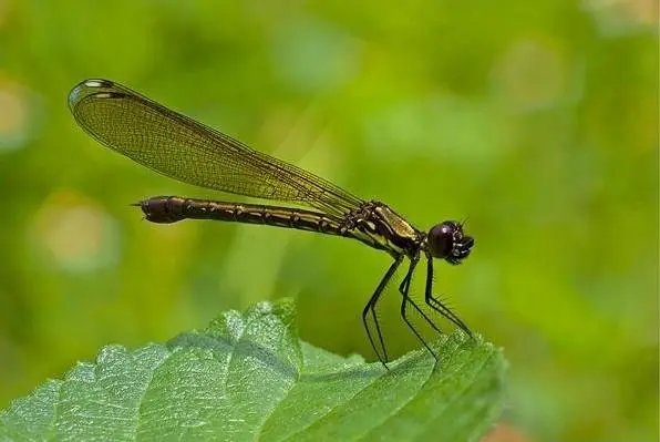 蜓组词和拼音和偏旁怎么写