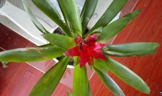 凤梨花有毒吗（凤梨花有毒吗权威解答）