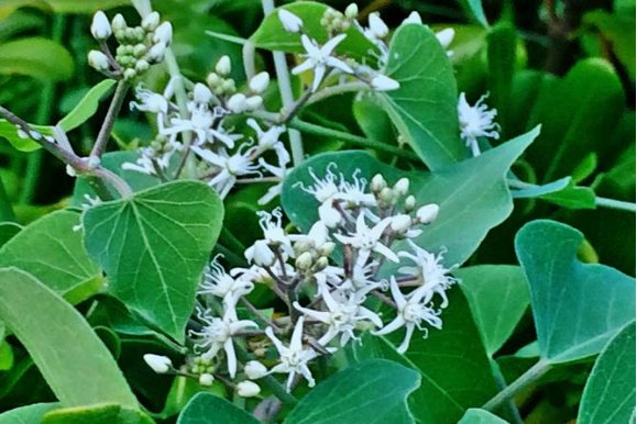 种子靠风旅行的植物有哪些