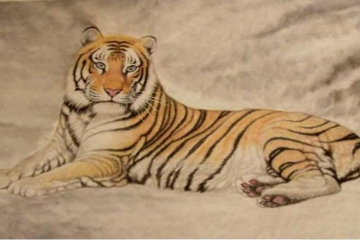 初生牛犊不怕虎是什么生肖