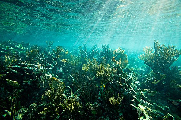 海水是咸的，为什么海底会存在淡水？