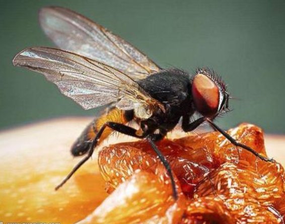山东青岛海关查获7000只黑腹果蝇，为何价值与危害并存？