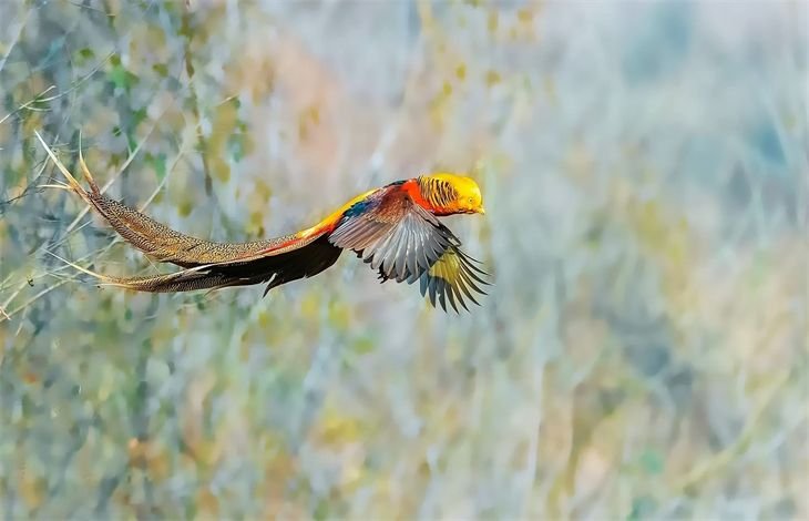 神采的意思是什么