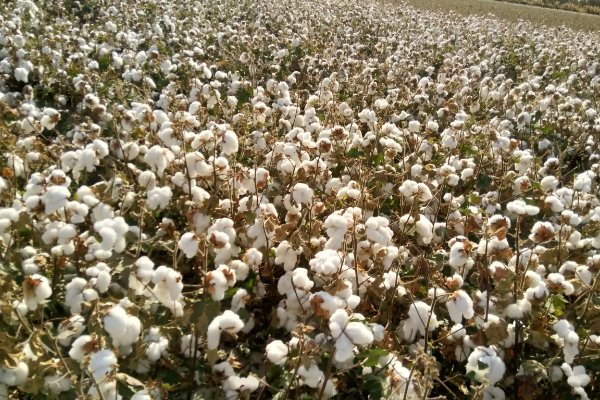 我国三大棉花产区