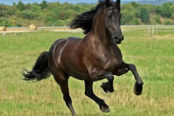 虎女配什么属相最好