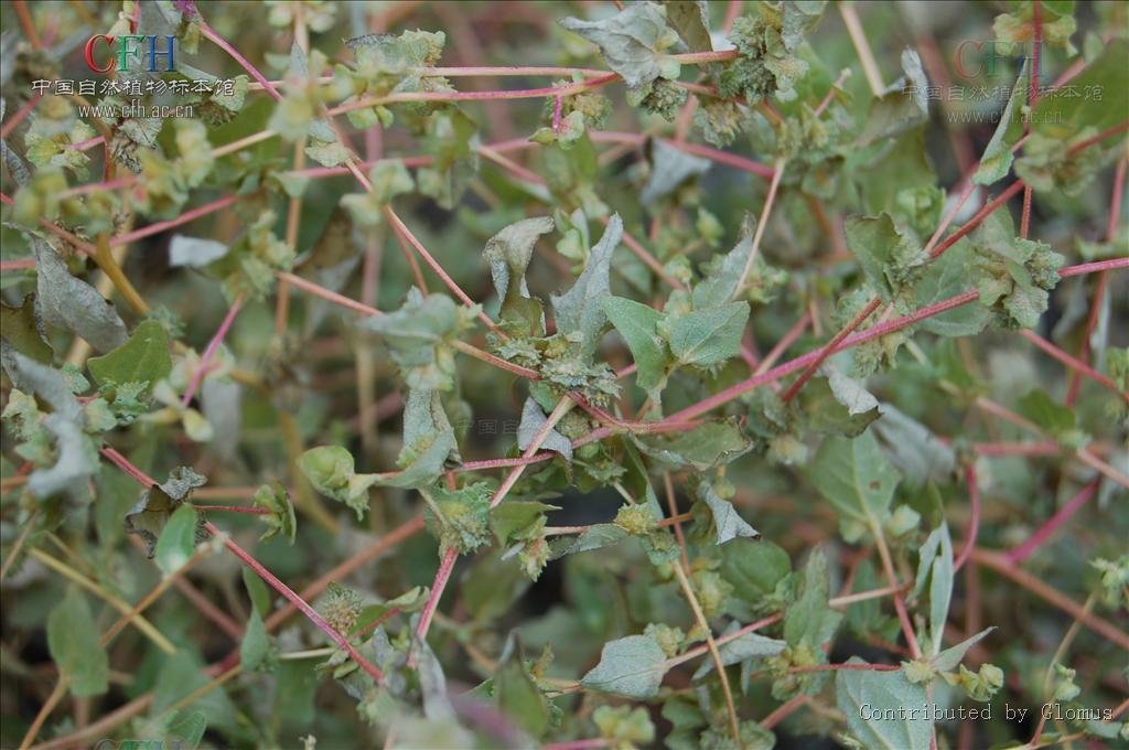 中亚滨藜的栽培要点