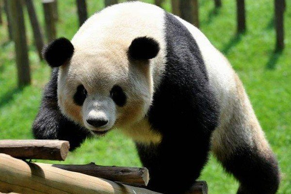 野生熊猫平均寿命多少年