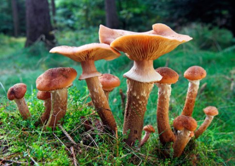 世界最大蘑菇长了2800年，蘑菇的繁殖方式是什么？