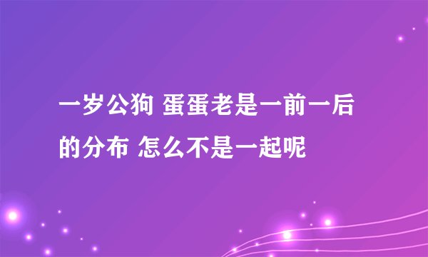 一岁公狗 蛋蛋老是一前一后的分布 怎么不是一起呢