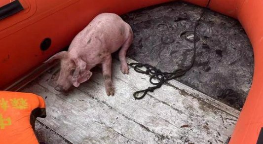 泸定地震中的“猪坚强”：被救起来时正在游泳，地震中还有哪些感人瞬间？