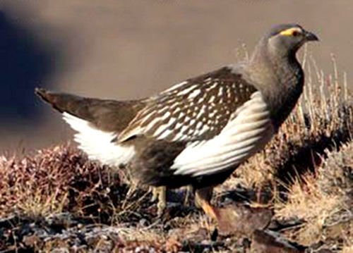 阿尔泰雪鸡的繁殖方式