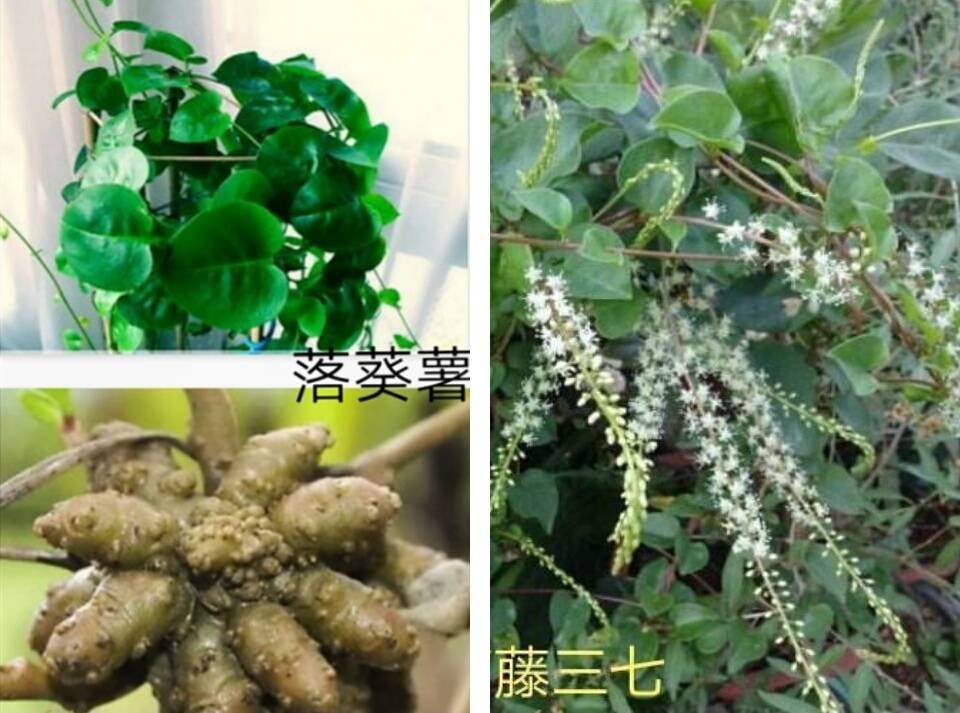 这个是什么植物，爬蔓，挨着土的藤蔓结根茎一样的，
