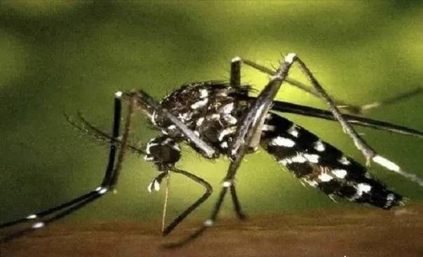 厉害了！蚊子居然还有头发！夏季常见的蚊子有哪些？