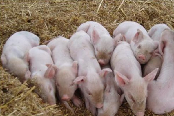 7人面包车拉40头猪崽上高速,如何看待该男子的行为呢?