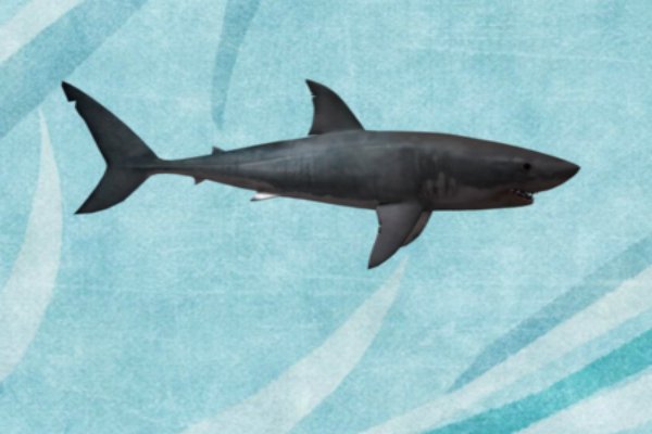 世界上最小的鲨鱼