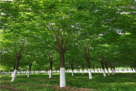 种子靠风旅行的植物有哪些
