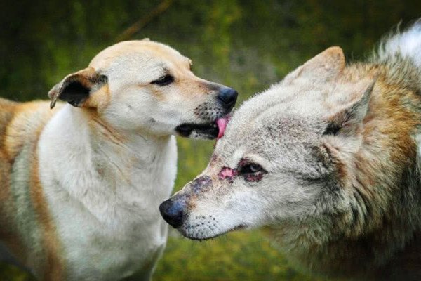 动物园以狗补狼的这种行为，动物园方是如何回应的？