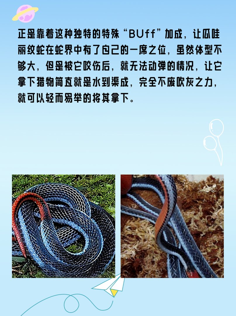 丽纹蛇：国内吃眼王第一蛇？