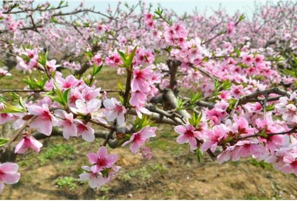 桃李成蹊的蹊是什么意思