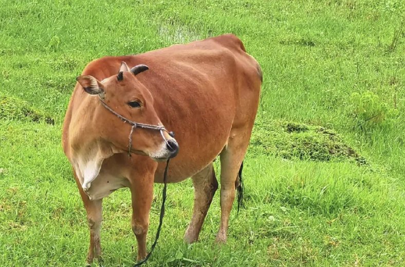 节俭力行解什么生肖