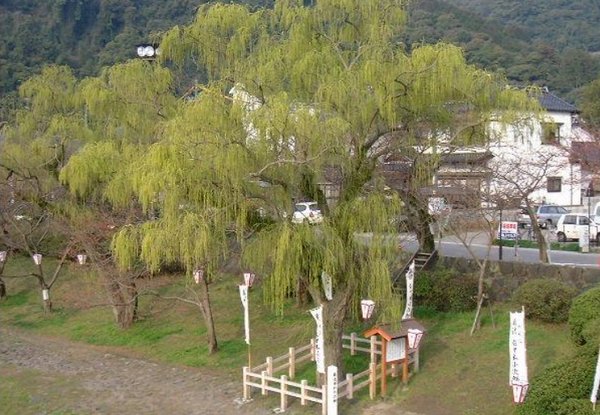 willow是什么意思？