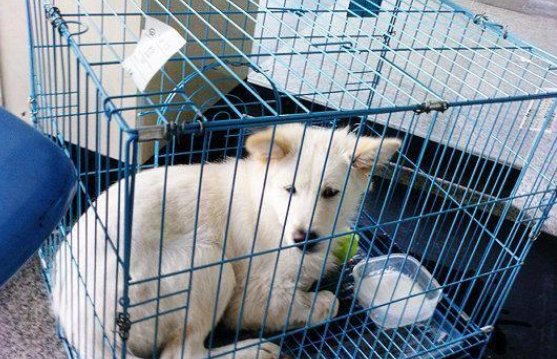 狗狗托运要花多少钱？