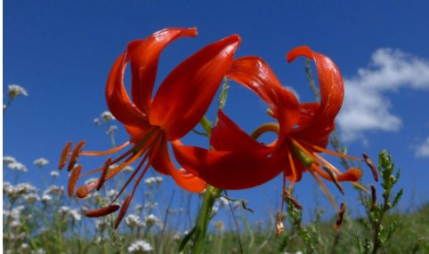 萨日朗什么意思