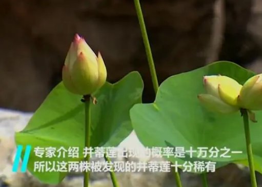 南京莫愁湖现两株并蒂莲,并蒂莲的生成率为多高?