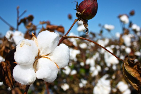 我国三大棉花产区