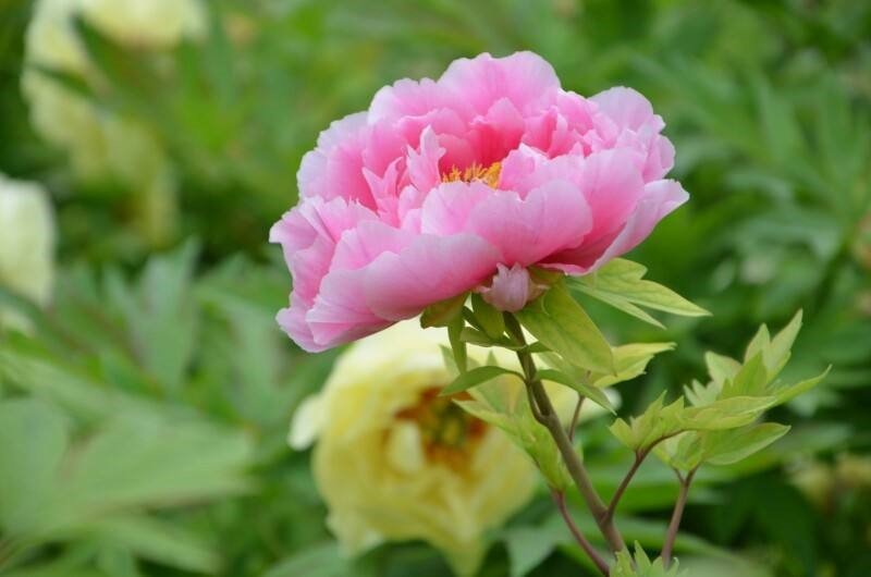 一枝独秀后面是什么呢？