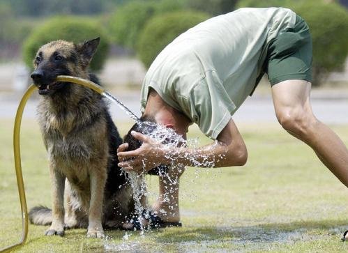 鸵鸟市区狂奔20多公里，体力不支而死，这只鸵鸟是从何而来的？
