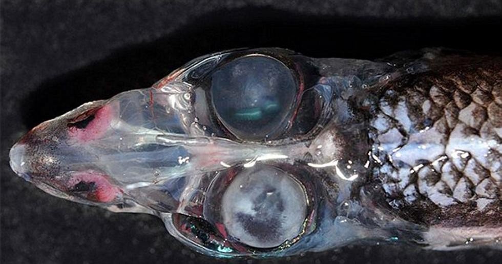 盘点十大最怪异海洋生物 还记得奥特曼里面的怪兽吗