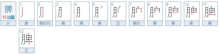 脾的笔顺怎么写