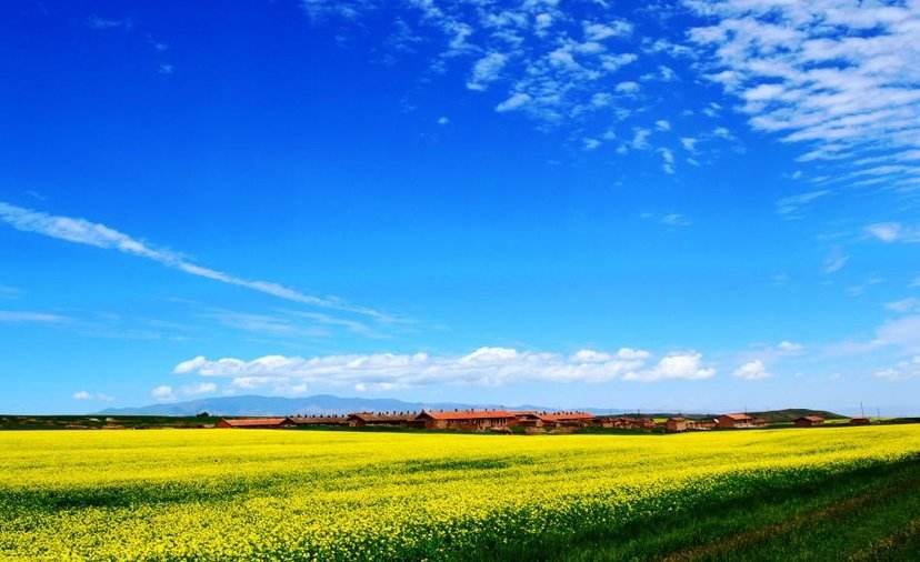 大妈在闹市放羊啃食绿化，为什么她会有如此嚣张的做法？