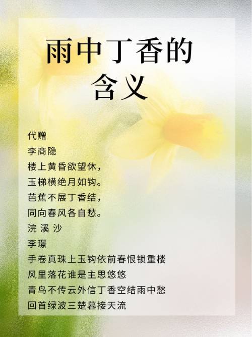 雨中丁香的含义？