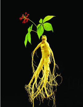 人参的功效与作用？