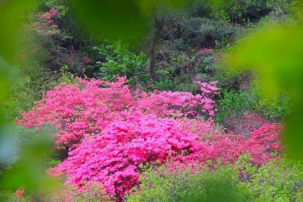 绯红的词语解释