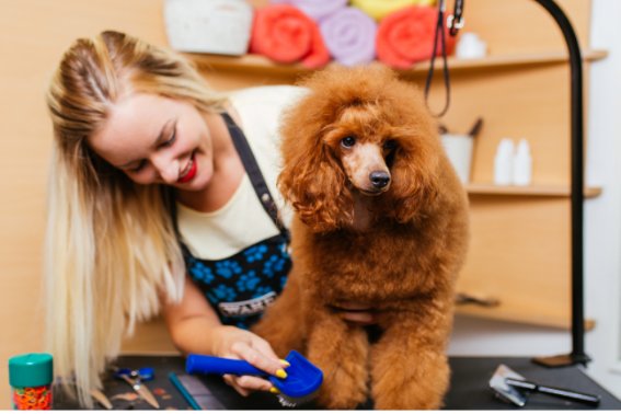 十大宠物美容培训机构