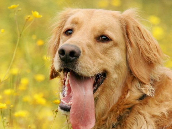 女人为什么不能养金毛