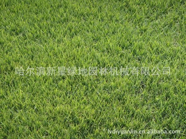 沙生冰草的地理分布