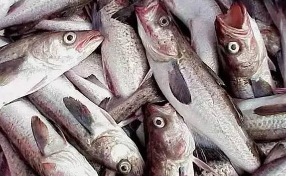 无头鱼是什么鱼？