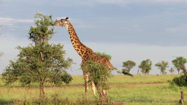 猜一猜长劲鹿可以多久不喝水
