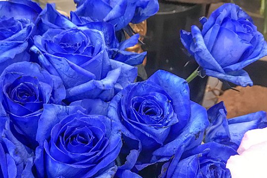 为什么不能轻易送蓝色妖姬