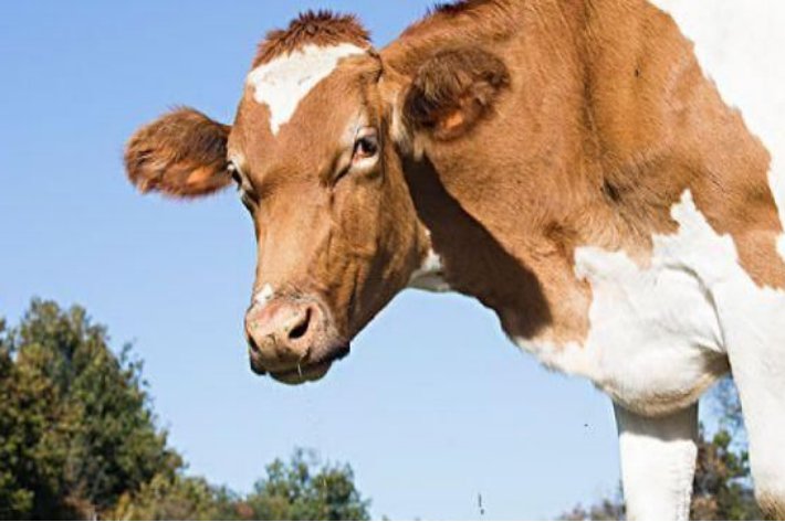 初生牛犊不怕虎是什么生肖