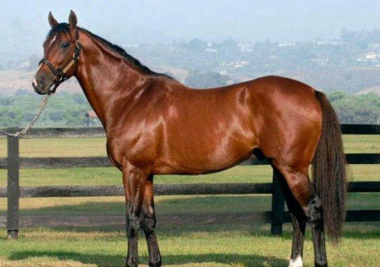 种马在网络上是什么意思？