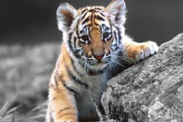 不露声色解释什么动物