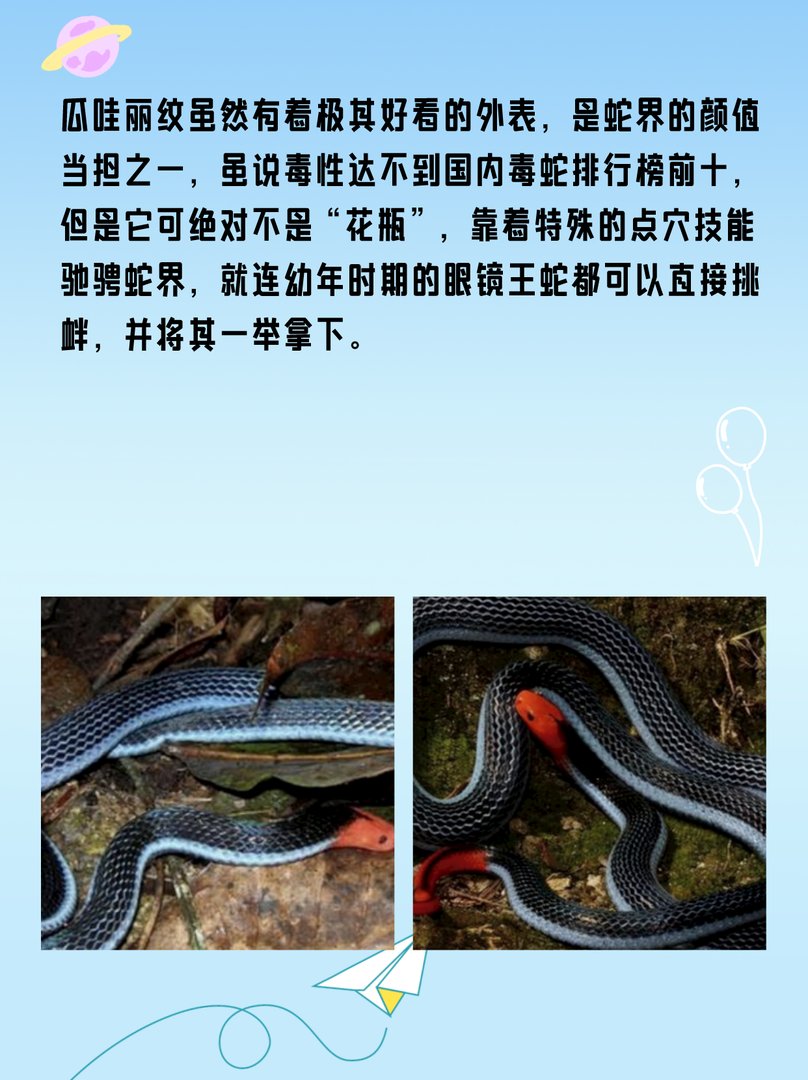 丽纹蛇：国内吃眼王第一蛇？
