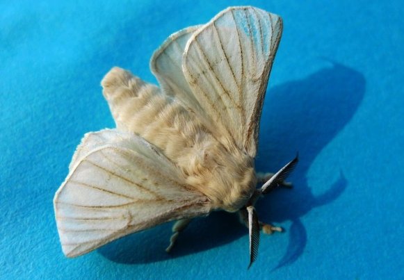 蚕宝宝结茧后多久变成飞蛾