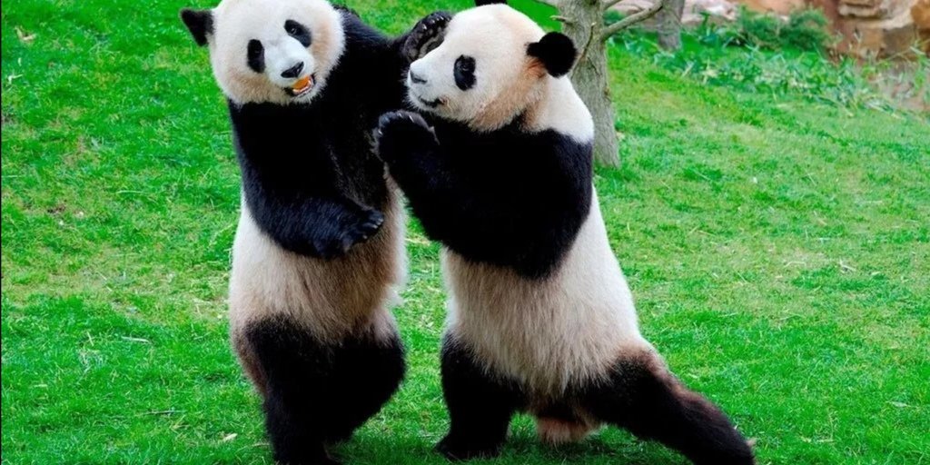 旅美大熊猫美香成功产仔,是归还中国还是留在美国?